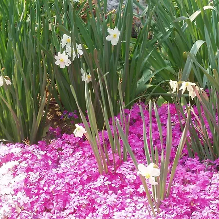 Frühstückspension Camelia 3*