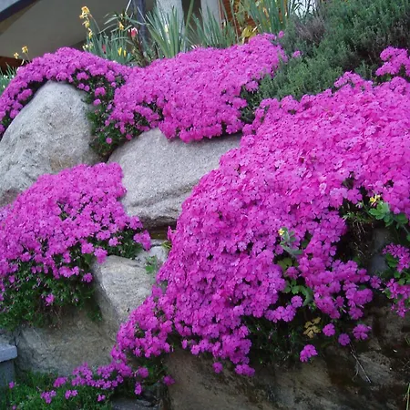 Bed & Breakfast Camelia Brunello